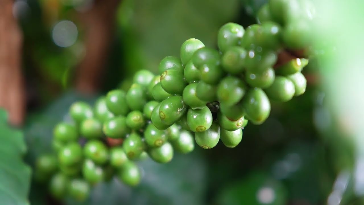 Irriga&ccedil;&atilde;o - Giro Coopercam