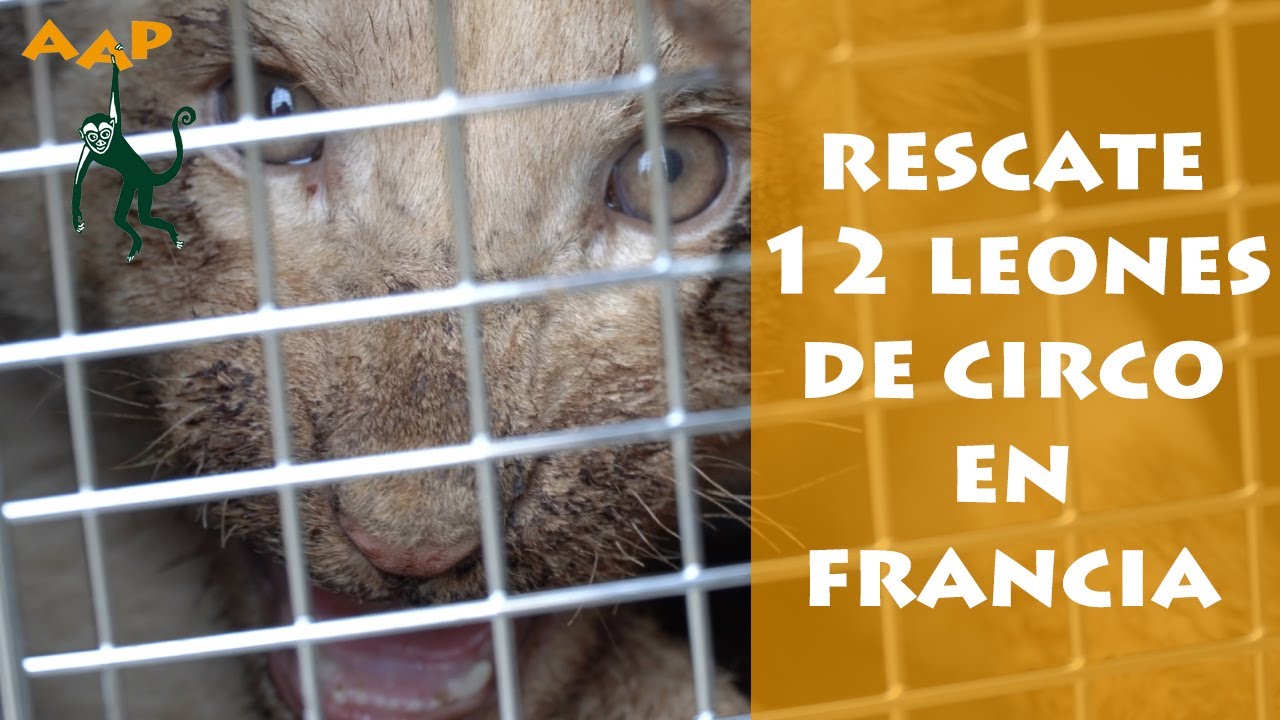 Llegan a AAP Espa&ntilde;a 12 leones, 9 de ellos cr&iacute;as de un circo en Francia - AAP