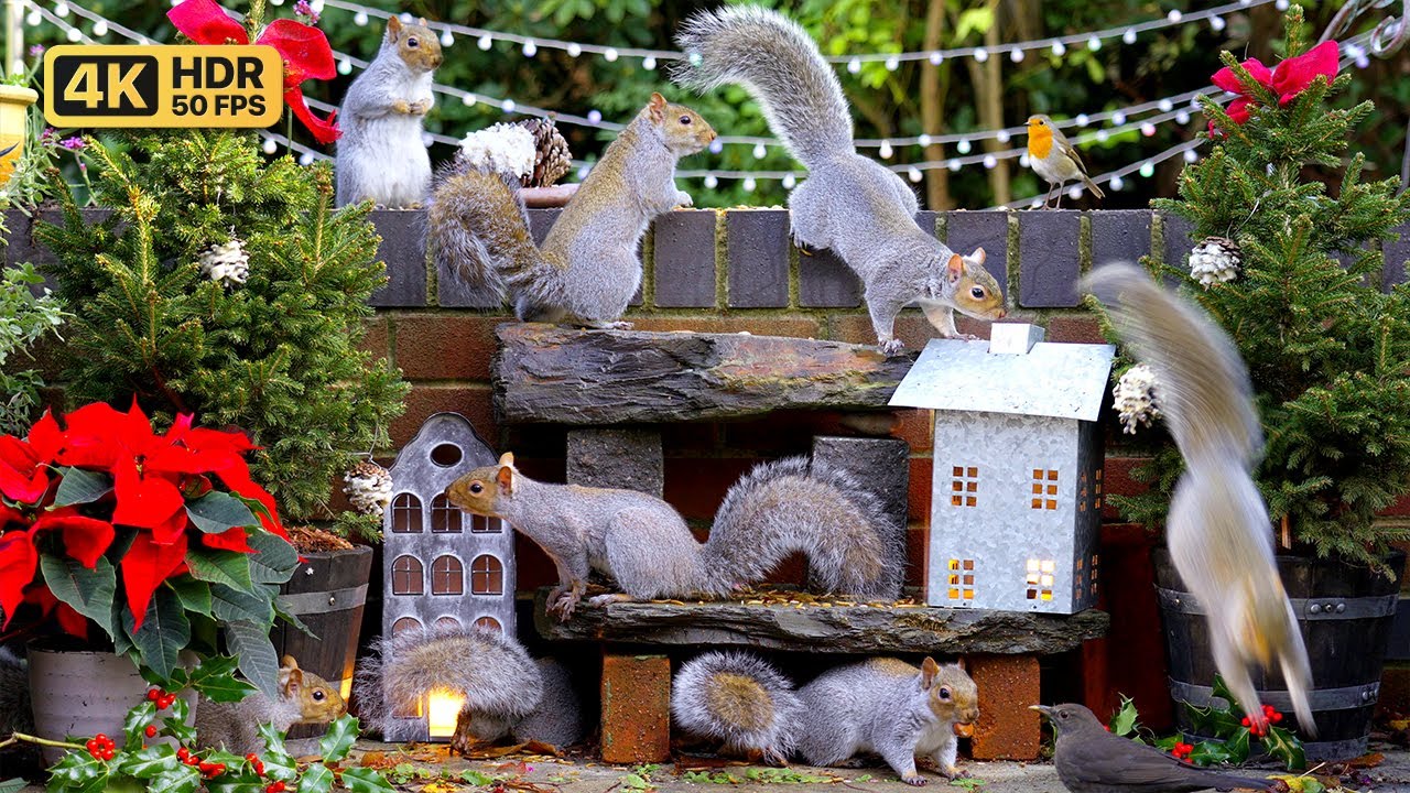 [NO ADS] Cat TV for Cats to Watch 😸 Birds & Squirrels at Christmas 🕊️🐿️ Bird Videos & Cat Games