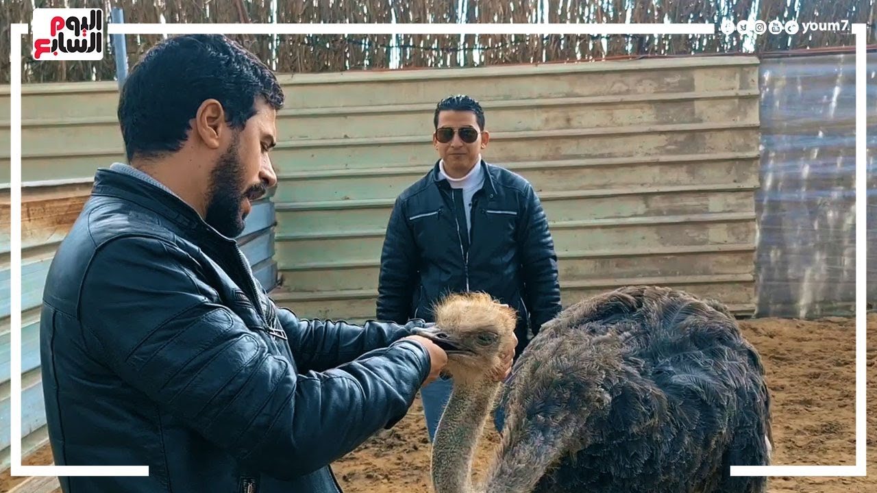 النعام مشروعك المربح عشان تبقى مليونير..  البيضة منها 2 كيلو وتكفى 10 أفراد.. ومبيرموش منها حاجة