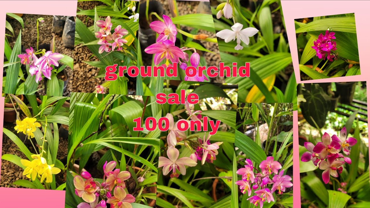 Ground orchids ഇത്രയും വിലക്കുറവോ??100 only:ph:9847651471