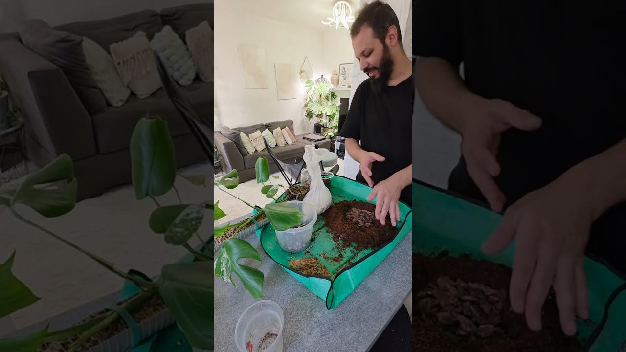 Reporting my Monstera Albo with the perfect soil mix 
