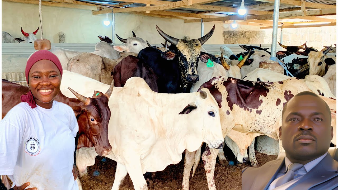 A Ghanaian UK based farmer shares Challenges of Cattle Farming in Ghana After six months