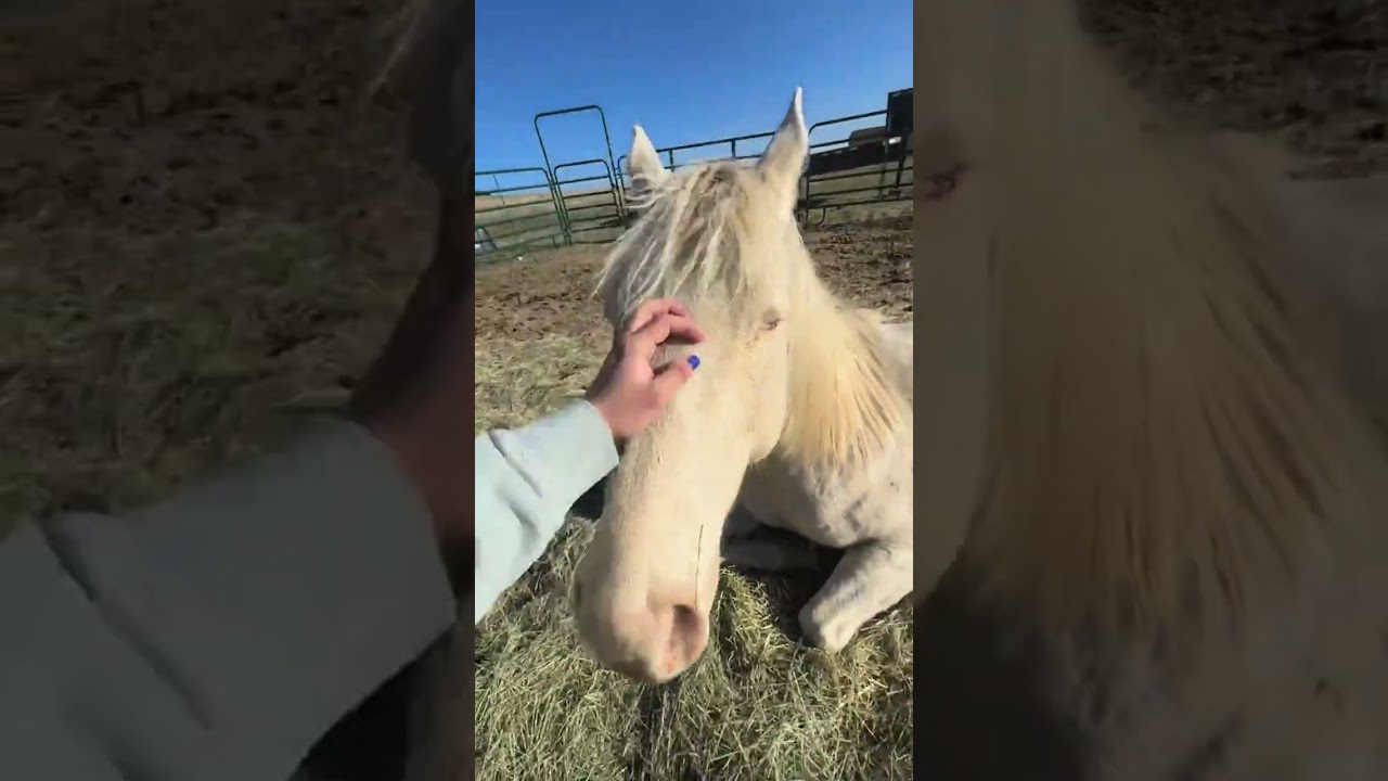 tattooing around a horse&rsquo;s eye adds black pigment inside the skin, like window tint