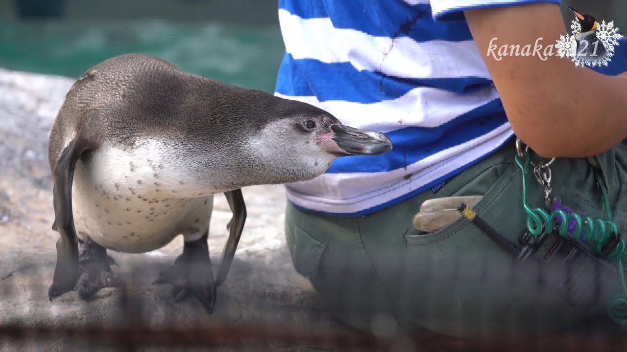 東武動物公園 フンボルトペンギン ビールの甘えぶり