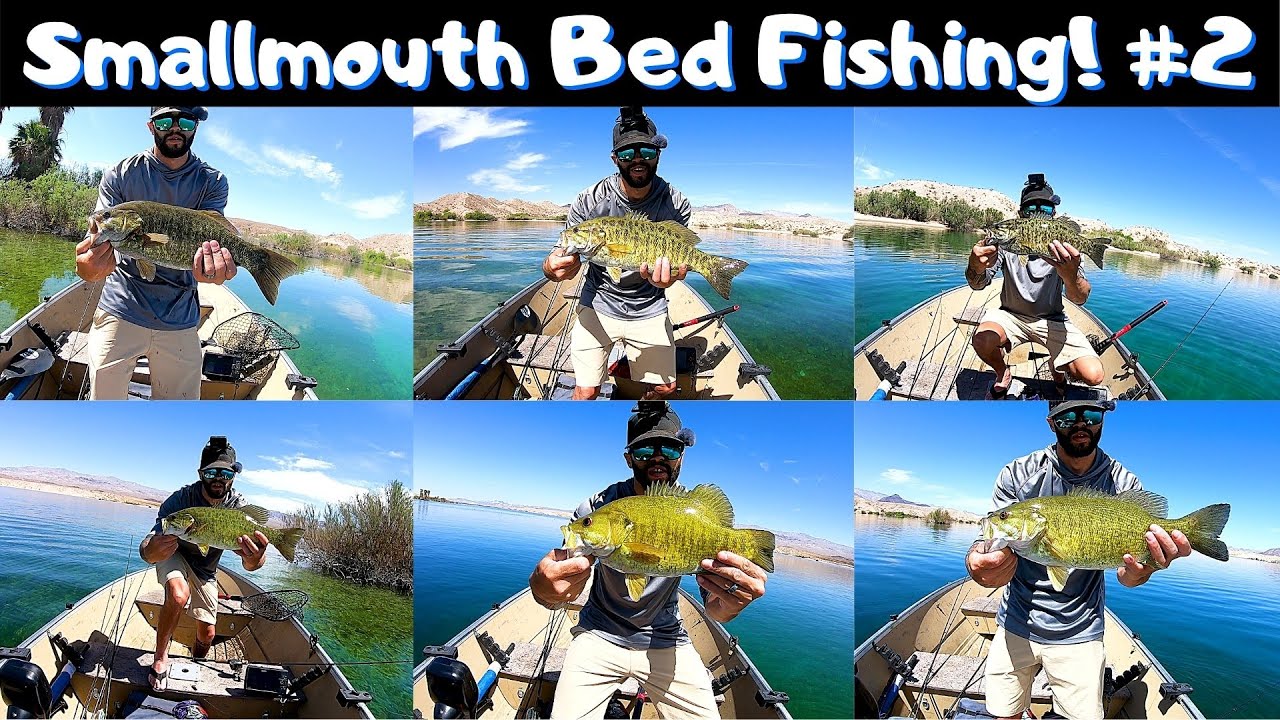 EPIC Smallmouth Bed Fishing #2 Cottonwood Cove, Lake Mohave