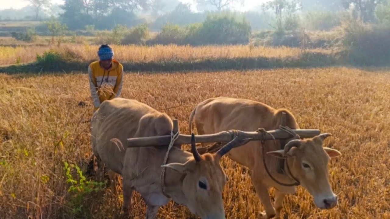 अप लोगों ओ दिखाउंगा हम लोग का सुबह का कम ब्लोक में