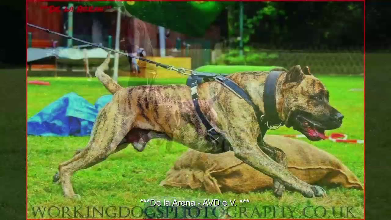 Don Quijote de la Arena / Perro de Presa Canario Germany / Arne Pohlmeyer / AVD e.V. / Schutzhund /