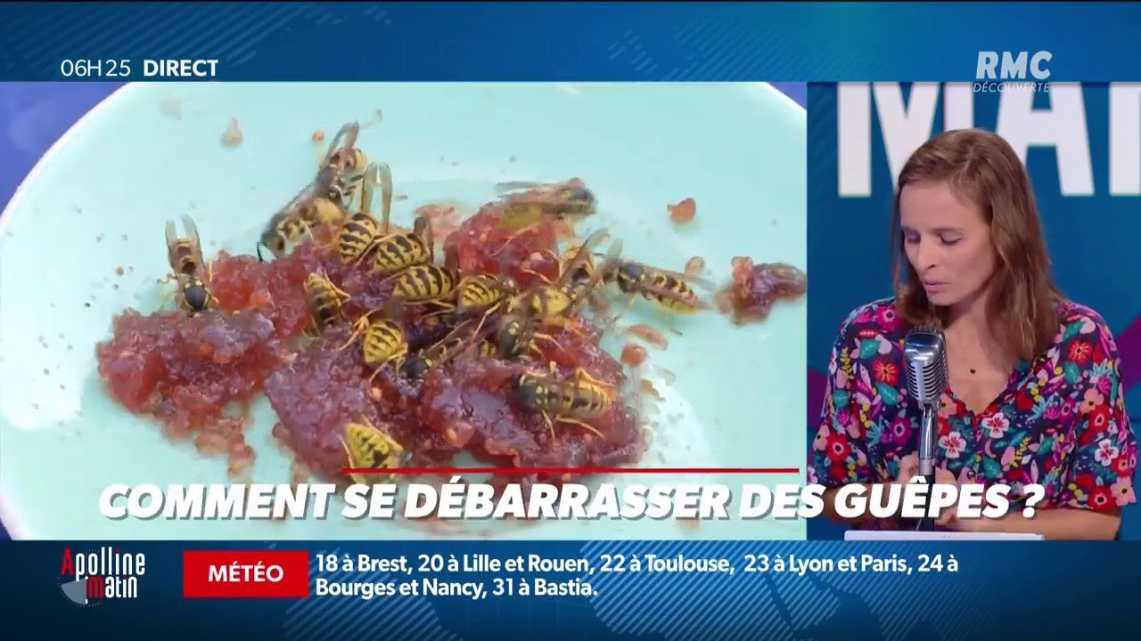 Comment se d&eacute;barrasser des gu&ecirc;pes?