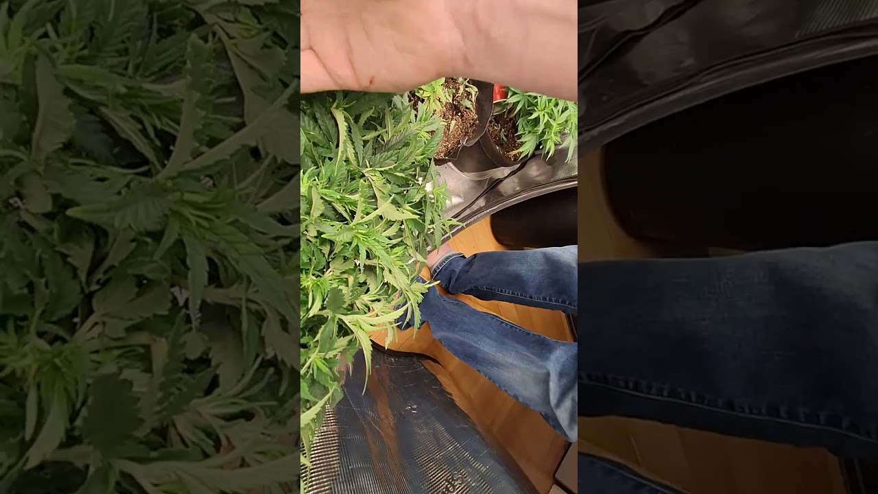 FIMMING VS. TOPPING YOUR CANNABIS PLANTS and my 2 cents on said subject. F.I.M. (FUCK I MISSED) 