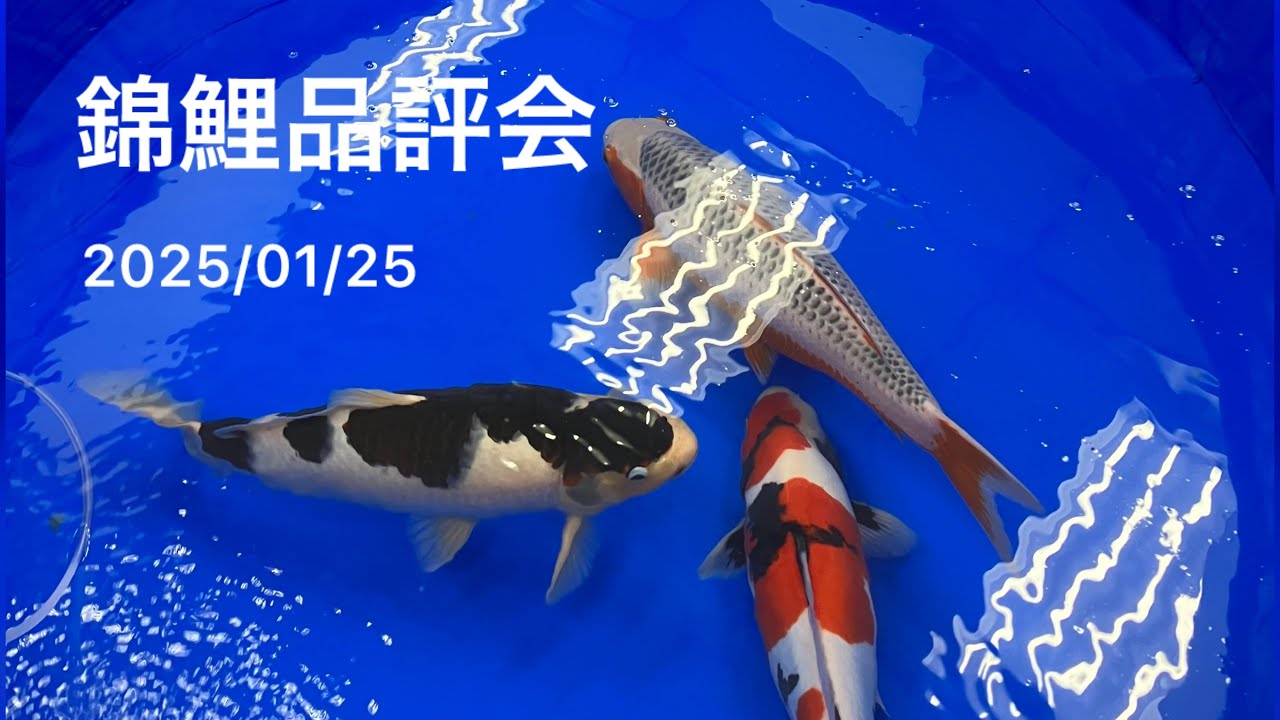 錦鯉品評会　2025/01/25