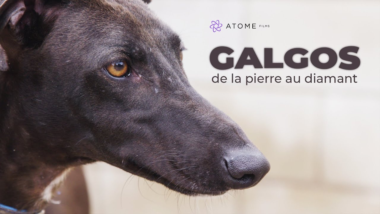 GALGOS : DE LA PIERRE AU DIAMANT - Film complet