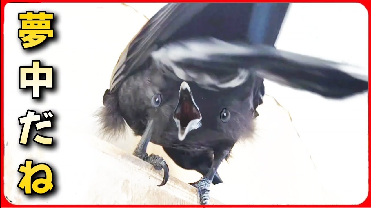 【カラスに雑巾を渡してみた】らこうなった。20260315、カラス＆四つ足クインテット（仮）