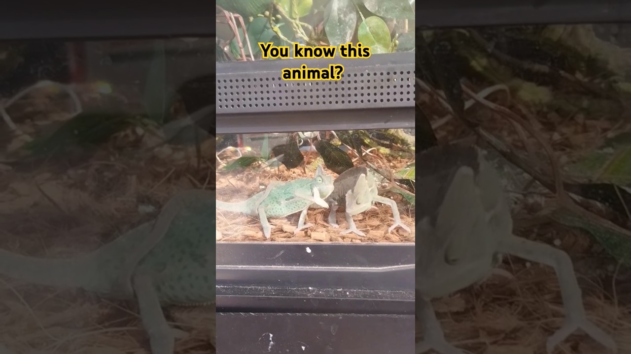 I think it's lizards right? 🤔