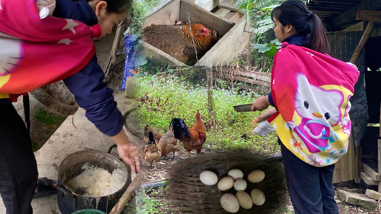 single mother and baby. raising pigs and chickens for egg production and chicks.