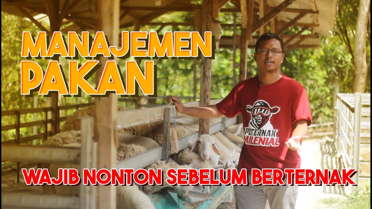 Strategi & Manajemen Pakan Kambing Domba Ala Kandank Oewang 2022
