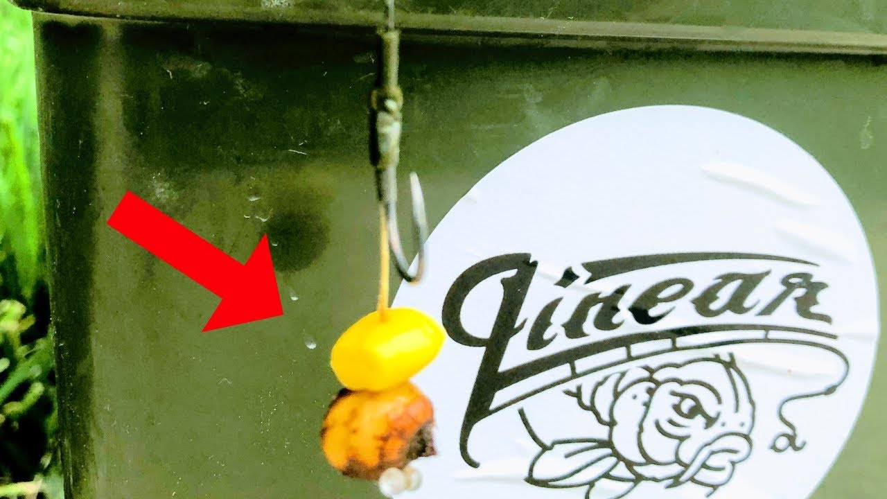 A GREAT Carp Bait Combination (Hot Action!)