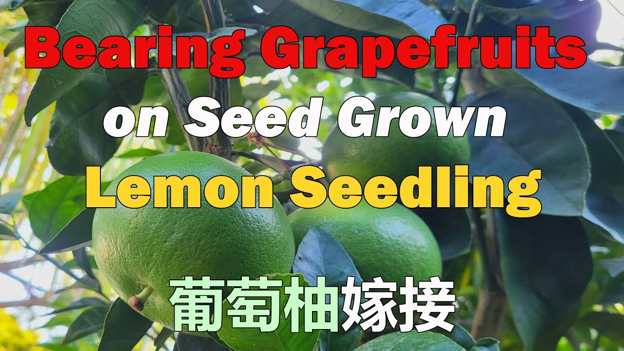 Bearing Grapefruits on Seed Germinated Lemon Tree Using Grafting Technique | Grapefruit Grafting柚子嫁接