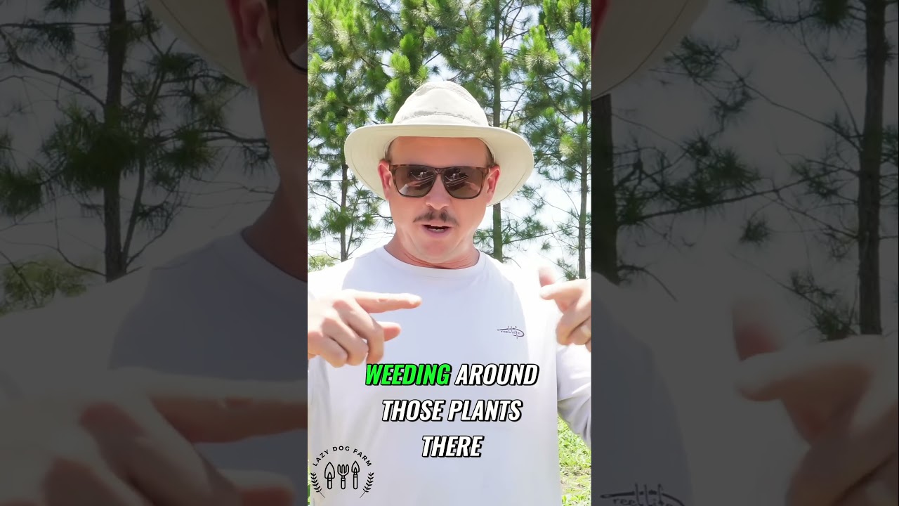 Growing Watermelons: Weed Control Tips for a Bountiful Harvest