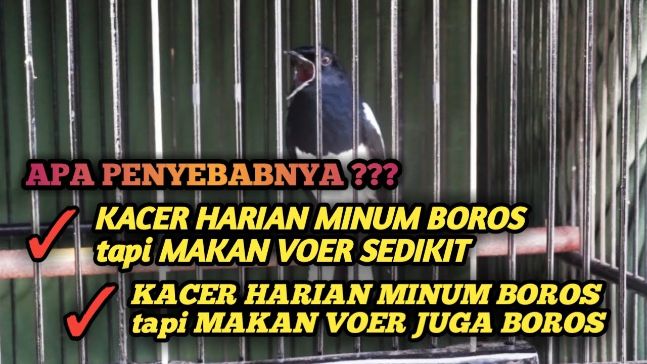 PENYEBAB DAN SOLUSI !!! KACER HARIAN MINUMNYA BOROS TAPI MAKAN VOERNYA SEDIKIT