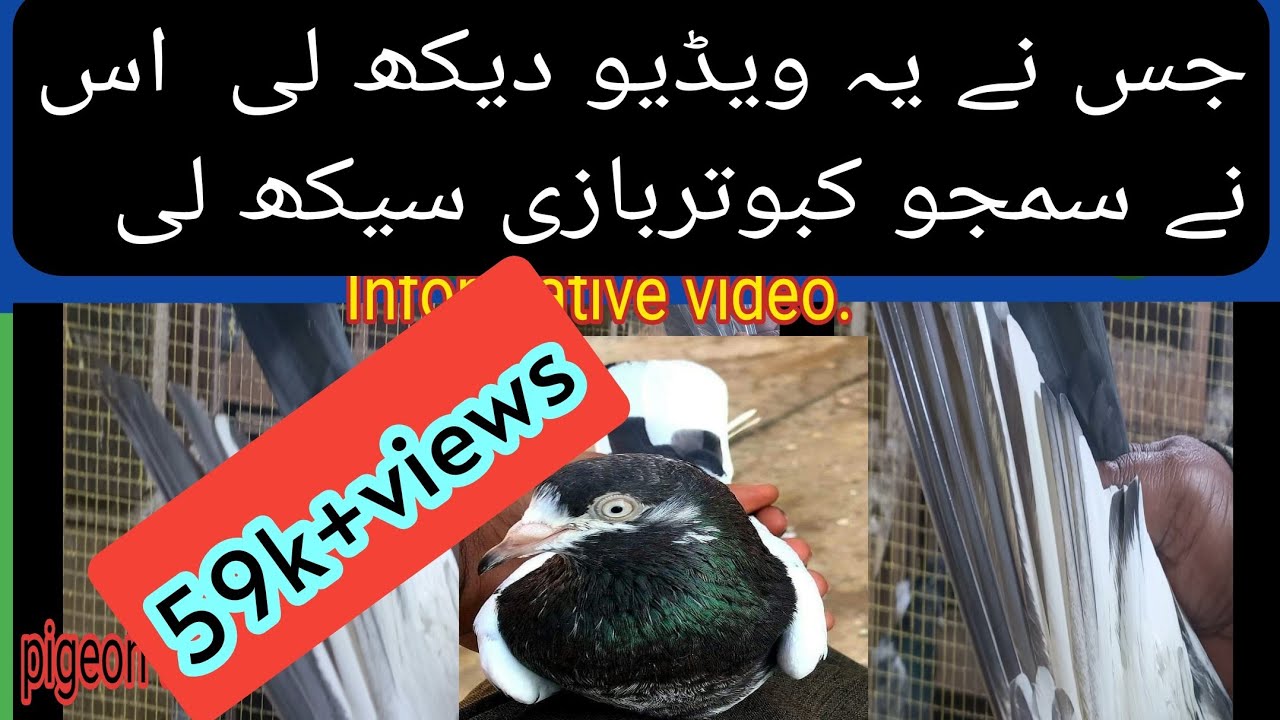 achay kabootar ki pehchan || pigeon primary 7 th feather secret you must know | pigeon town|birds||