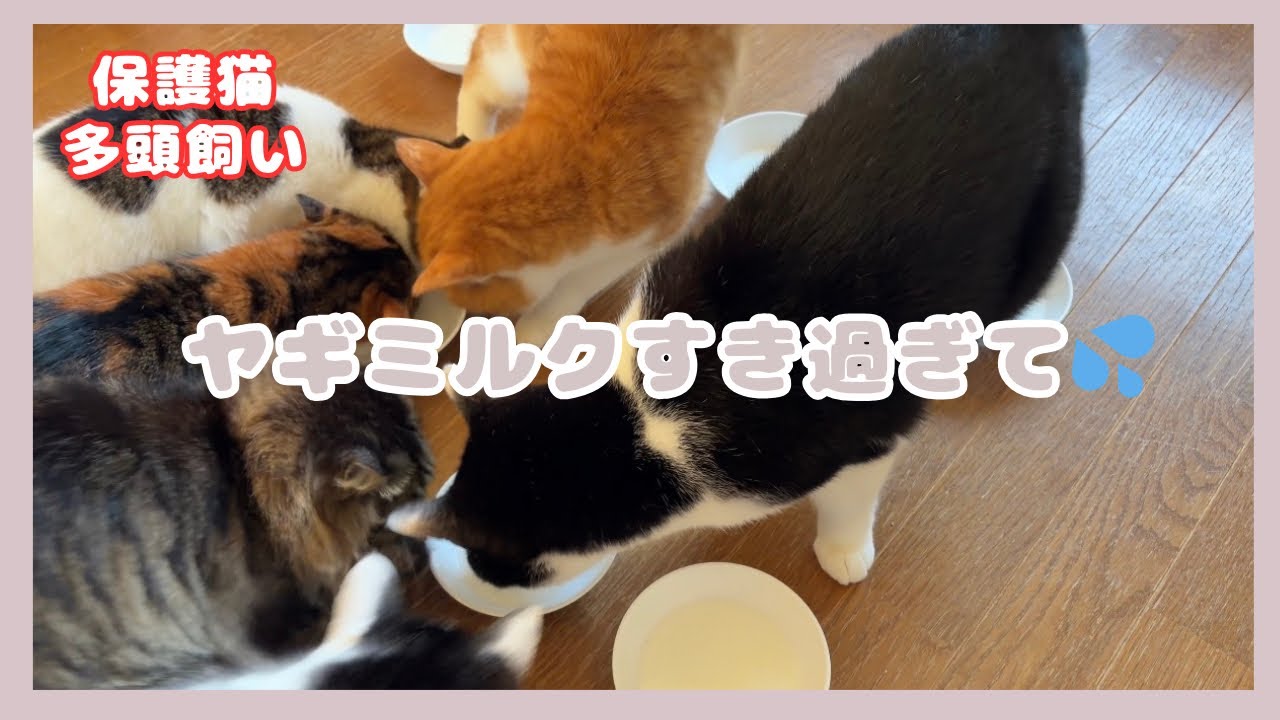 ヤギミルク爆飲みからの〜まったりお話し。