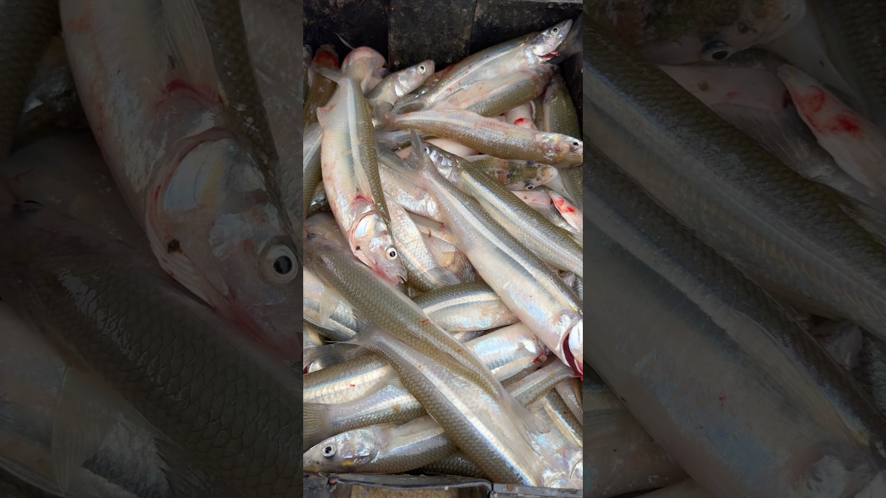 Tremenda pesca en Laguna Sauce Grande #pejerrey