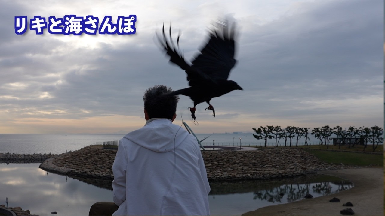 [ほのぼの]カラスのリキと海の見える公園へ I りんくう公園Vlog