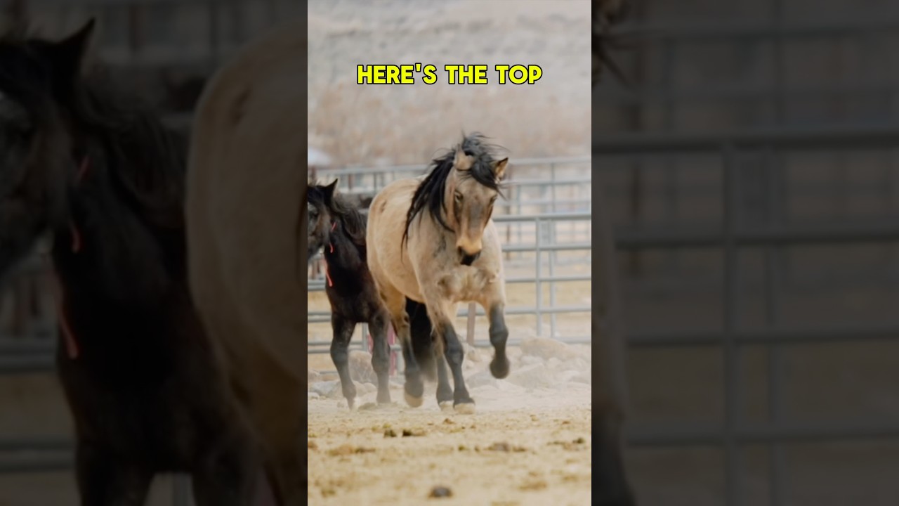 Which MUSTANG is YOUR favorite?? 😍 #wildhorse #mustang #horseauction #horse #spirit