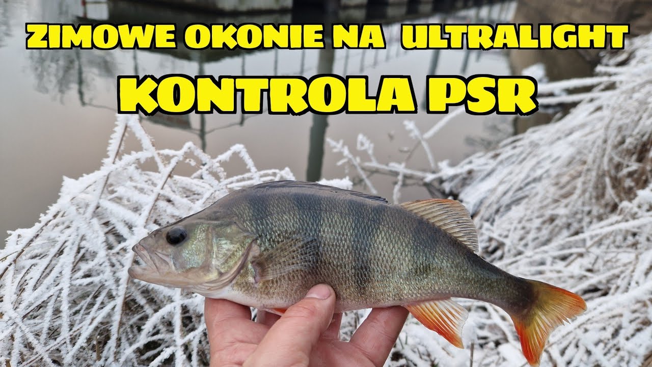 ZIMOWE OKONIE UDAŁO SIĘ JE NAMIERZYĆ