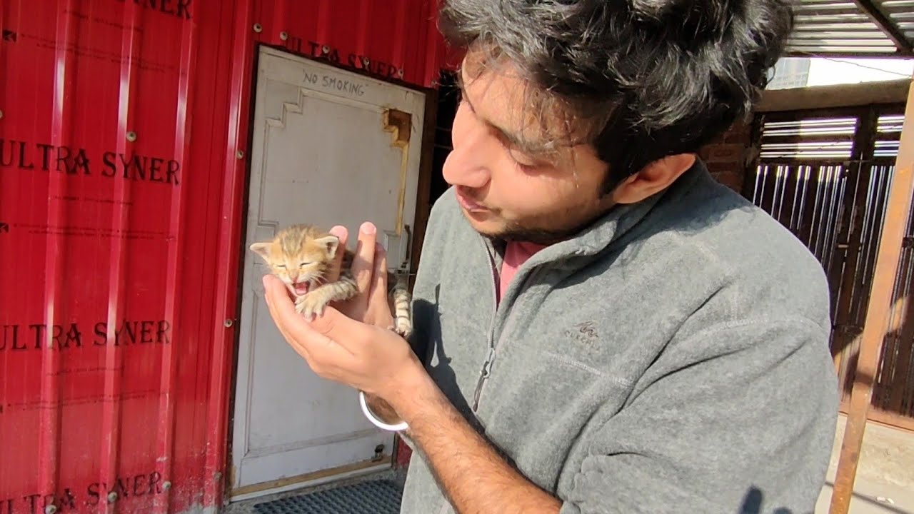 Meow meow meow meow meow meow 😂 Raghav Devyal Vlogs