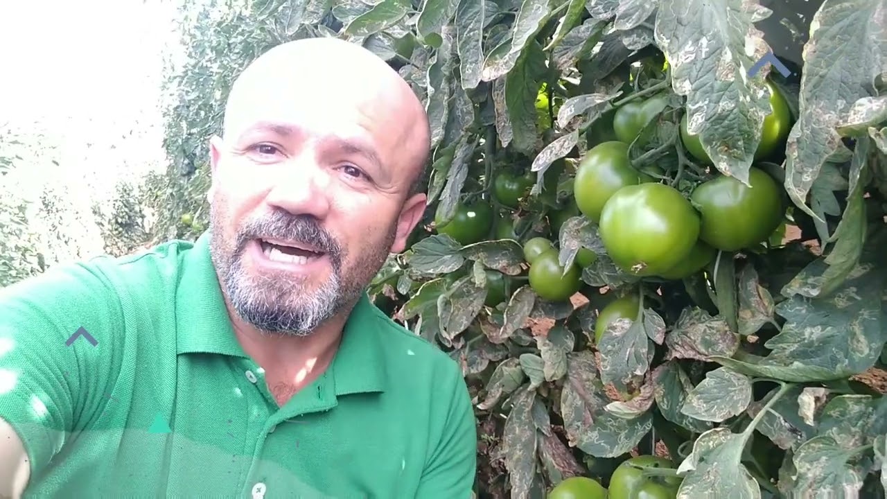 requeima no tomate