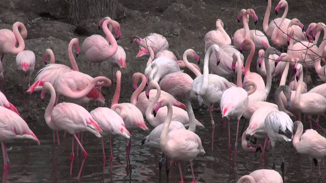 Zoo Ohrada na Hluboké březen 2015
