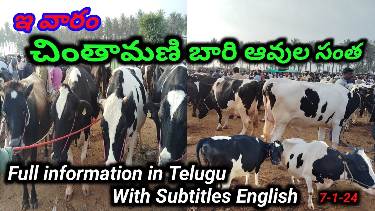 Chintamani Cows Market Every Sunday | ప్రతి ఆదివారం చింతామణి ఆవుల మార్కెట్ | Mohan Crazy Vlogs