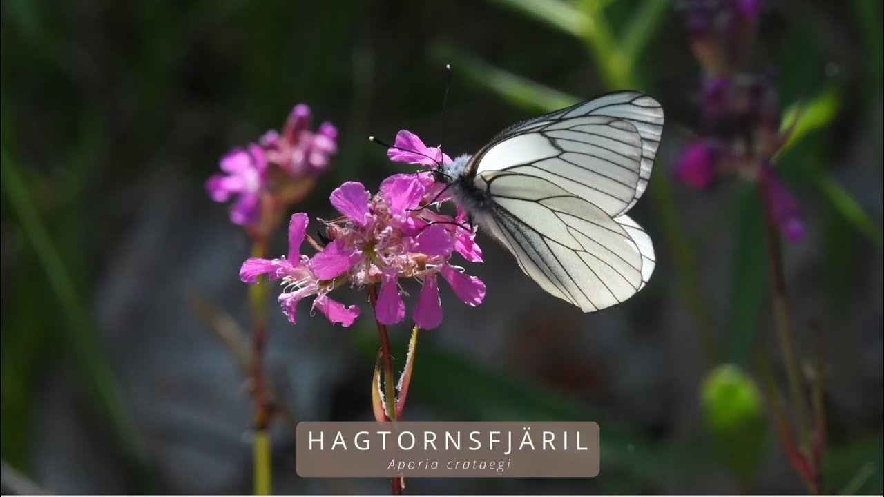 HAGTORNSFJÄRIL (Aporia crataegi/Black-veined White)