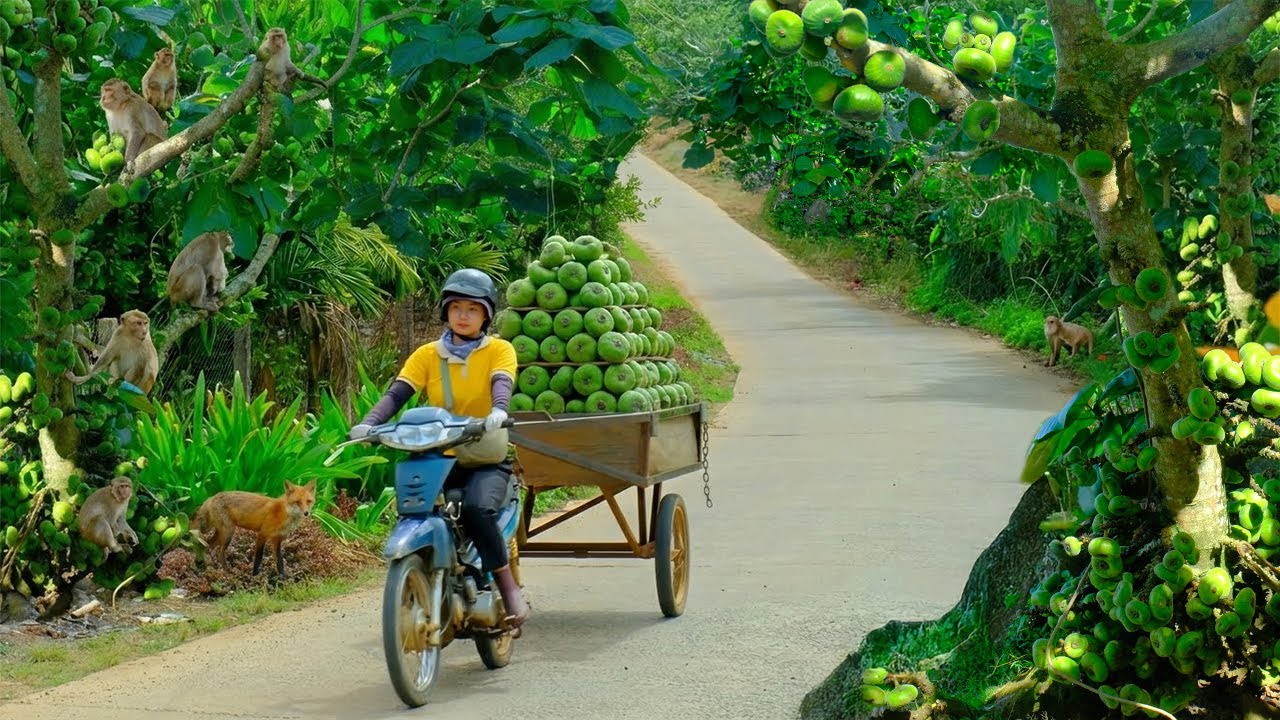 Harvest A Truckload Of Fig Fruits To Sell At The Market, Pick Cauliflower Leaves For Poultry,Garden