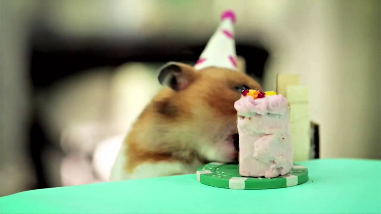 Ever wonder what a birthday party for a tiny hedgehog would look like?