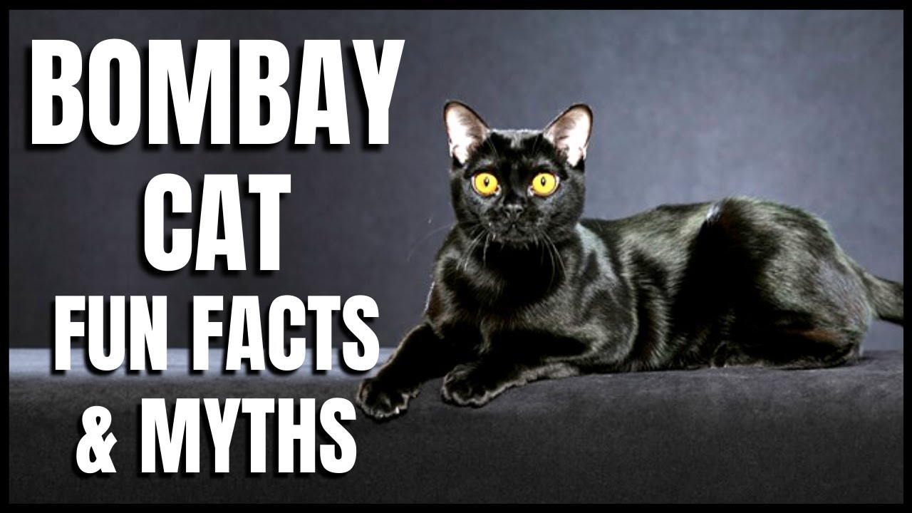 Bombay Cat 101: Fun Facts & Myths