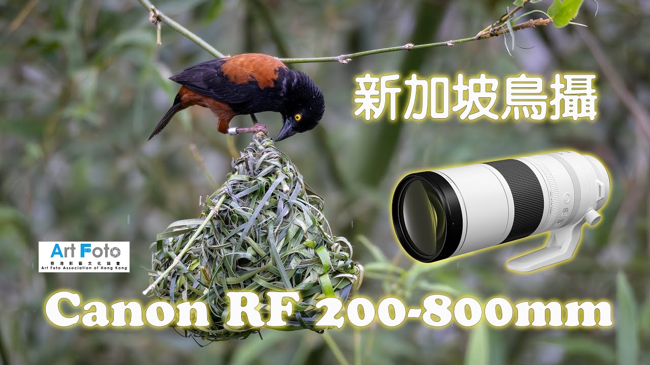 【攝影教學/器材速遞/旅遊攝影 #390】新加坡鳥攝 Canon RF 200-800mm   (CC 中文字幕) - Alex Fung FRPS, GMPSA, EFIAP/p