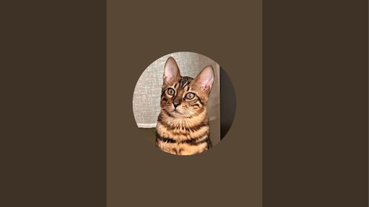 ミカ🐾ベンガル🐆　ライブカメラ配信！