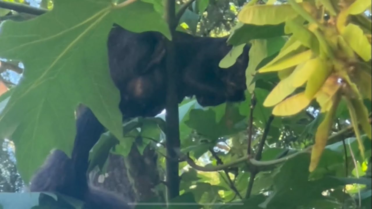 Eastern Grey Squirrel Eating Big Leaf Maple Seeds in B.C 