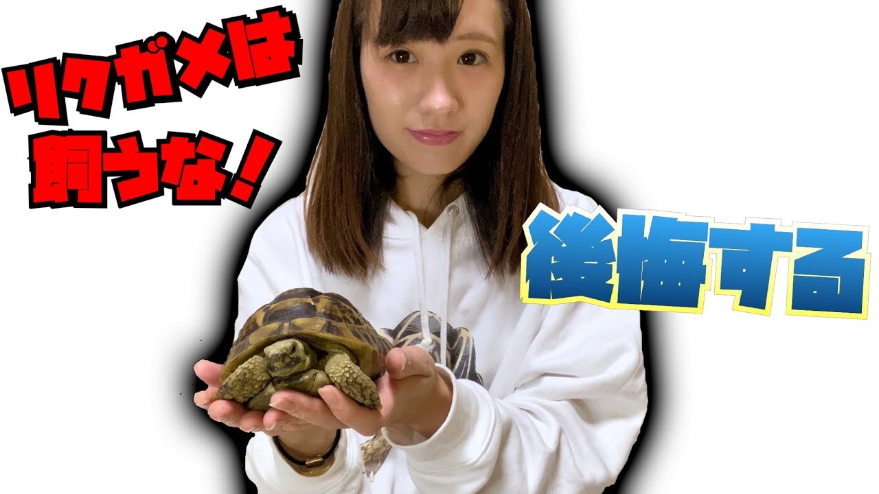 リクガメを飼わないほうがいい理由