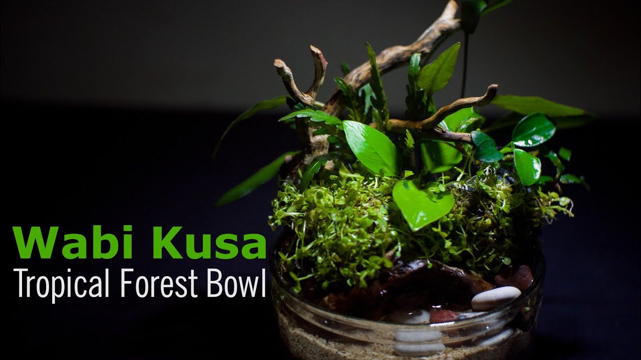 Tropical Forest Bowl | Wabi Kusa | Planted Substrate Ball