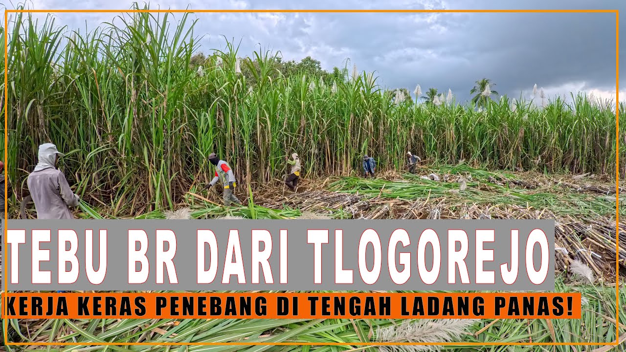 Tebu BR dari Tlogorejo Kerja Keras Penebang di Tengah Ladang Panas!