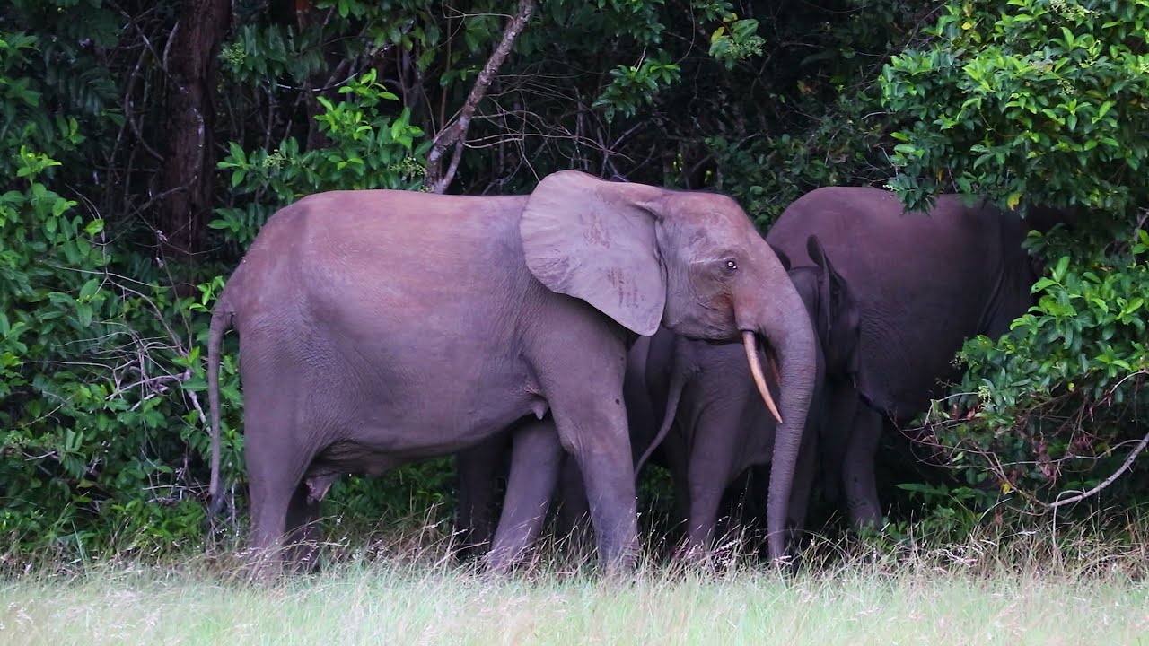 Weekend safari à Nyonié - Gabon