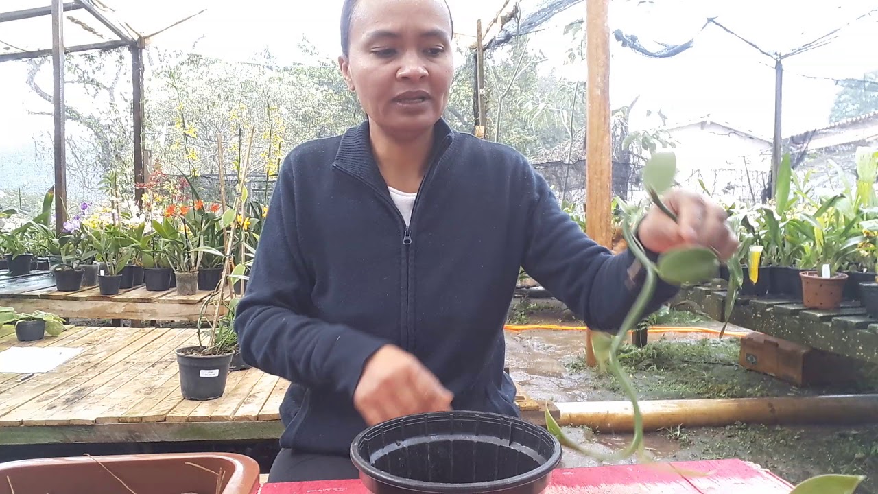 Cultivo de orquídea baunilha