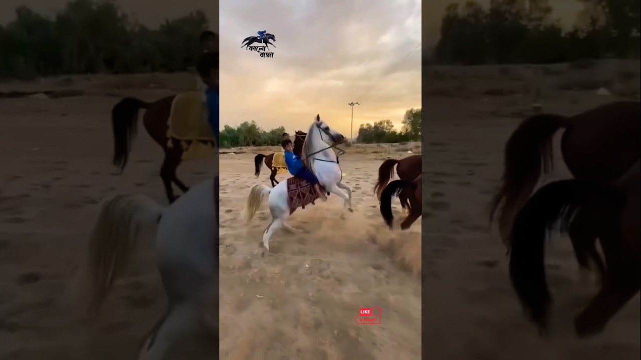 Arabian Horse Racing 