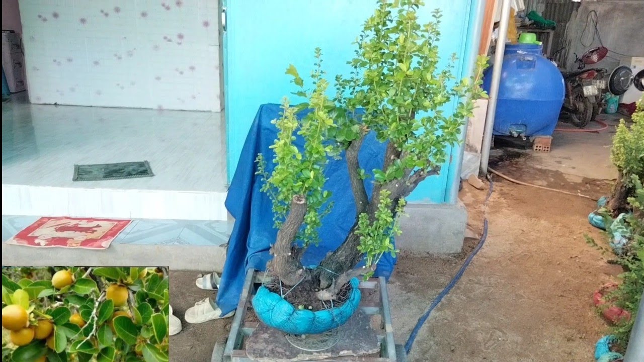 24/2 glae cẩm thị đt 0971.631.433