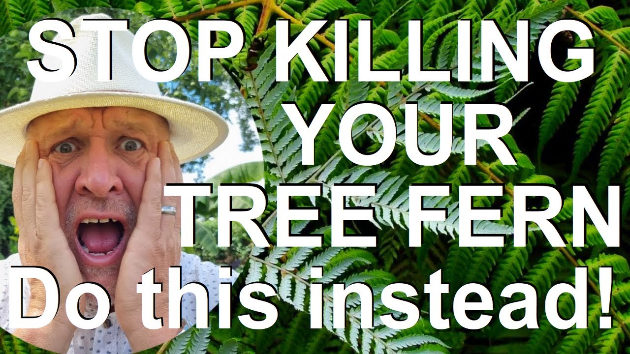 Как оживить и омолодить увядающий или умирающий древовидный папоротник — диксонию антарктическую