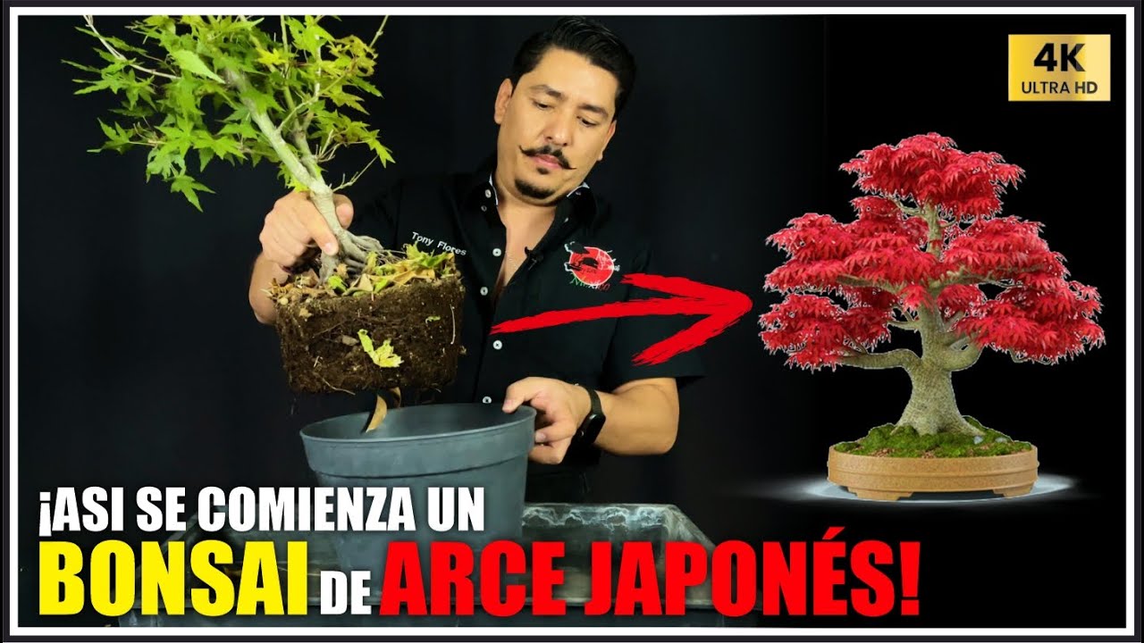 🌳TRASPLANTE de ARCE JAPONÉS | ¡Lo haremos BONSAI! [4K]